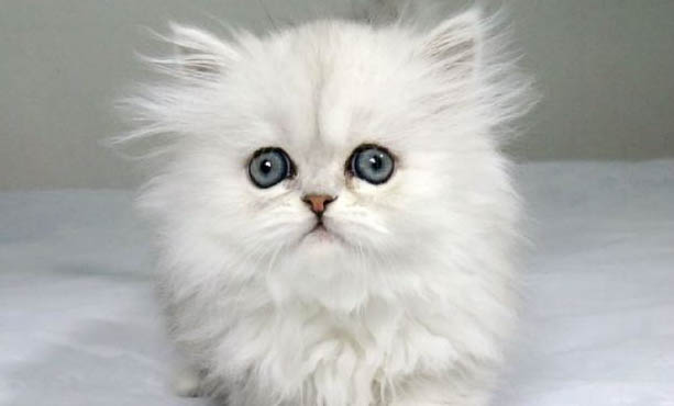 如何改善猫咪掉毛严重的问题