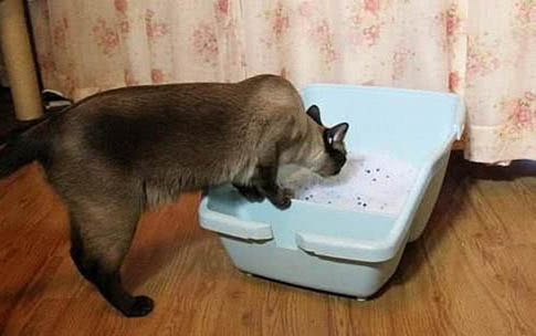 猫咪肠胃炎吐黄水怎么办