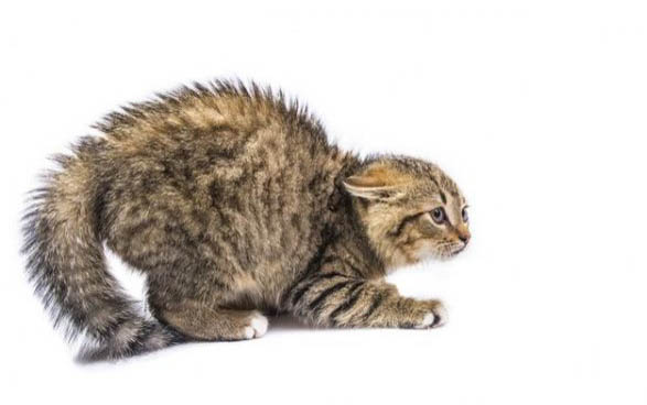 小猫咪可以吃什么