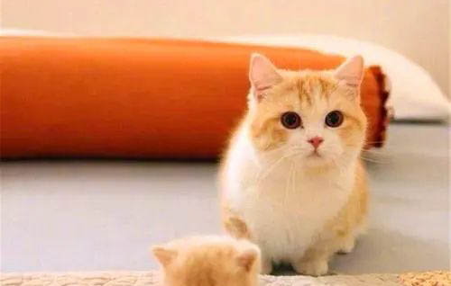 突然对猫咪过敏的原因