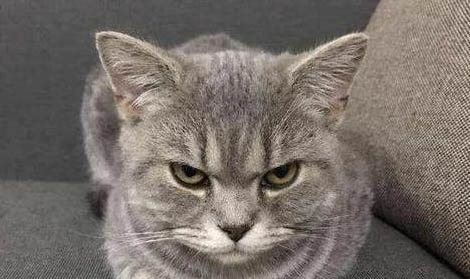 猫一直发出震动的声音