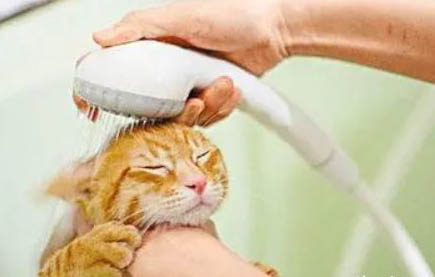 猫咪突然走路不稳后腿无力