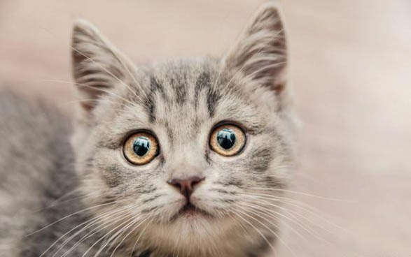 猫口腔溃疡能不能吃鱼