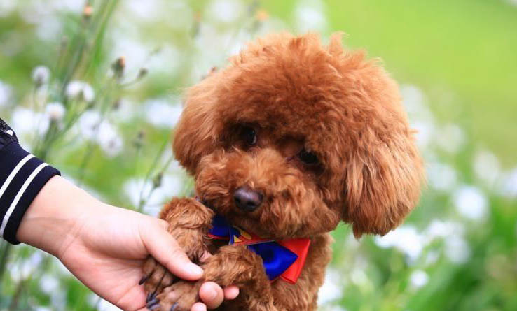 泰迪犬会学狼叫的原因及处理方法