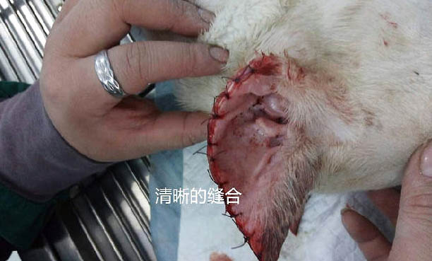 阿根廷杜高犬一般能活多久