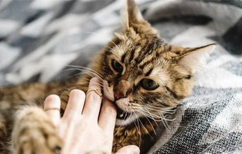 猫咪突然不活泼了但是可以正常吃东西