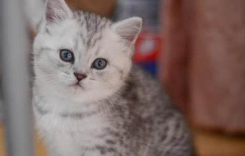 猫咪拉屎像泥浆有粘液还带血是怎么回事?