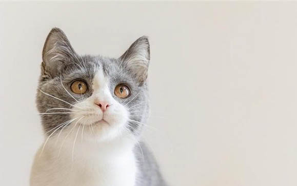 猫咪连续干呕一阵一阵的那种是什么原因