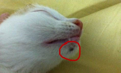 猫咪换牙期间应该注意什么呢