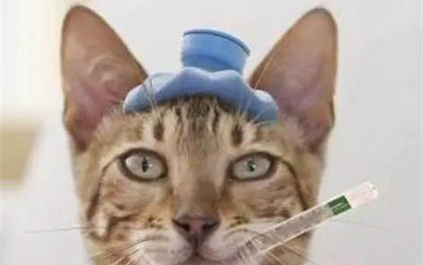 猫咪得了猫瘟初期症状