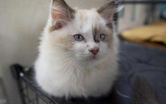 猫能吃方便面吗?