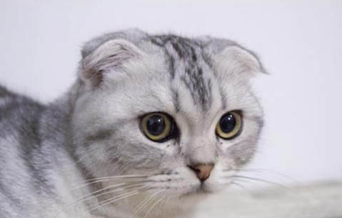 折耳猫容易生病吗