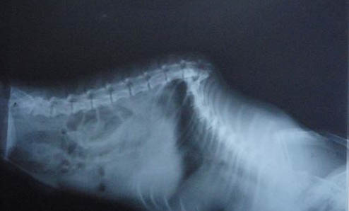 犬猫打完疫苗后还会感染传染病吗