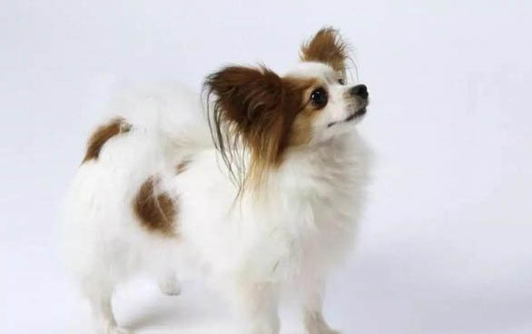 蝴蝶犬可以吃人类的什么食物