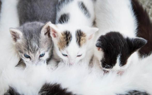 小猫耳朵耷拉是折耳吗