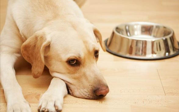 拉布拉多犬不能吃的食物