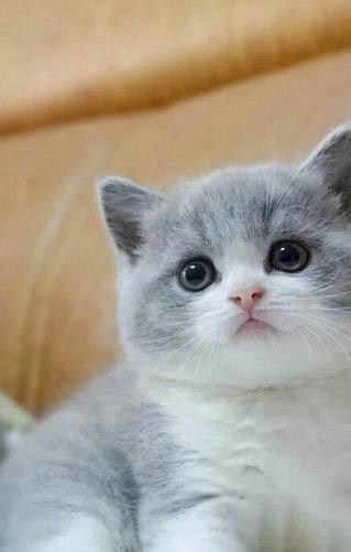 两个月的小奶猫独自流浪能存活下来吗?