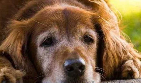 狗狗急性脑炎发作还能活多久？