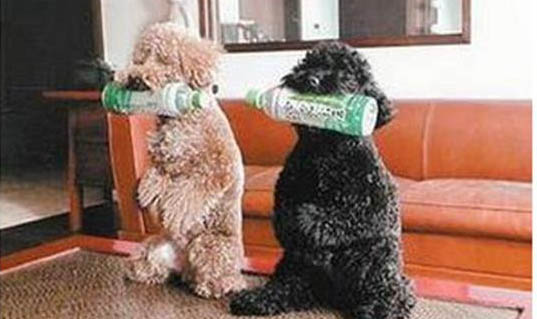 狗狗口腔清洁
