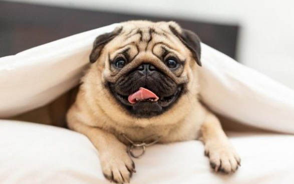 狗狗肠鸣音很大很频繁是怎么回事