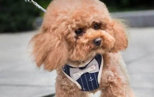 泰迪狗狗不能吃的食物有哪些