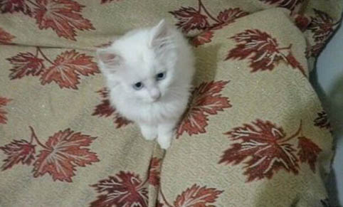 猫咪吃东西就吐怎么办呢