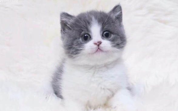 两个月小猫眼屎多是什么原因