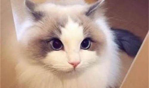 猫咪吐毛球多久一次是正常的