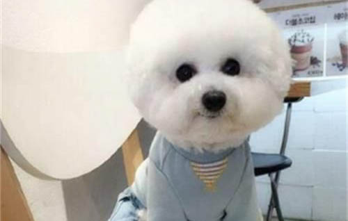 狗狗肛周瘤保守治疗