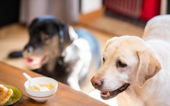 成犬用不用每年打疫苗