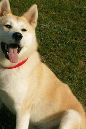 秋田犬和柴犬哪个好