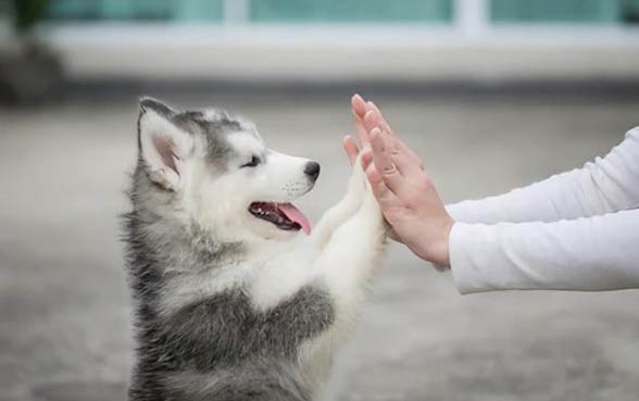 买狗狗去哪里买比较好