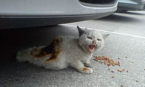 流浪猫会接近哪些人