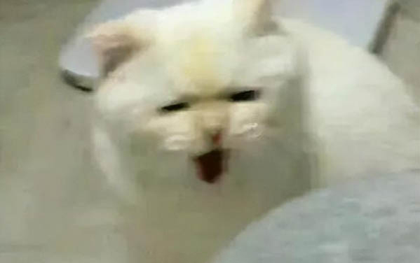 猫被打了之后缩着不动怎么办呀