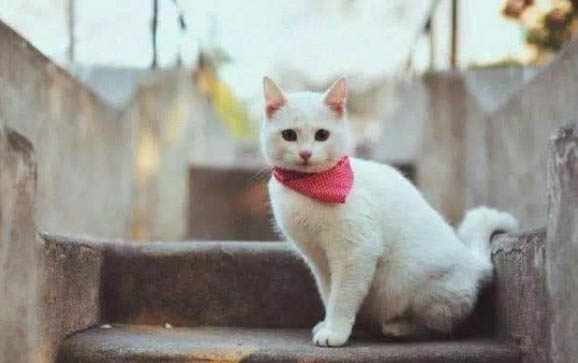 猫咪身上有跳蚤该怎么办