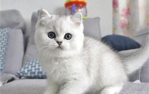 猫咪到处尿什么原因