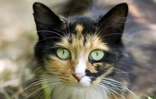 玳瑁猫值钱么