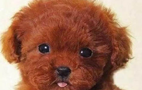 泰迪犬多久成年