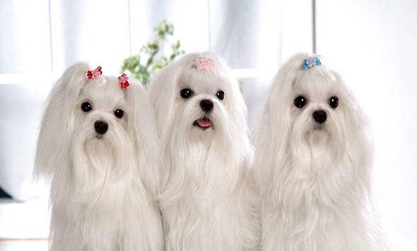 马尔济斯犬口吐白沫的原因及处理方法