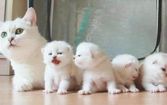 小猫几个月打一次疫苗