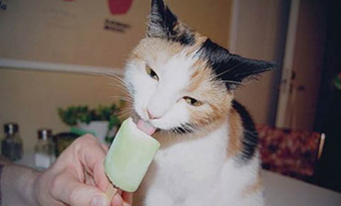 猫咪经常拉稀怎么办?