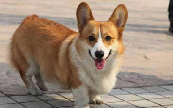 狗狗春季的健康管理