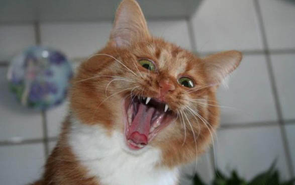 猫咪怀孕了具体的表现是