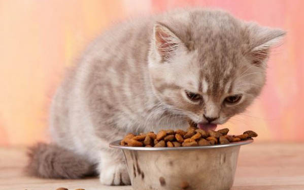 猫炎症高查不到原因