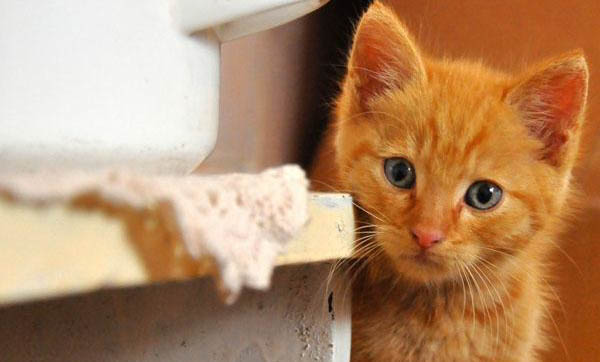猫咪洗澡后就呕吐的原因