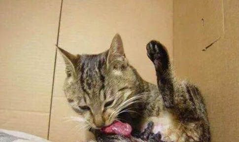 猫咪为什么会得口腔炎