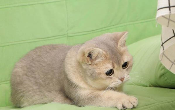猫咪脖子痒是怎么回事