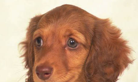 幼犬狗粮哪个牌子好