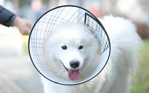 如何给狗狗测体温最准确