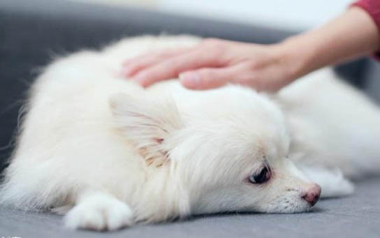 狗狗预产期有哪些症状
